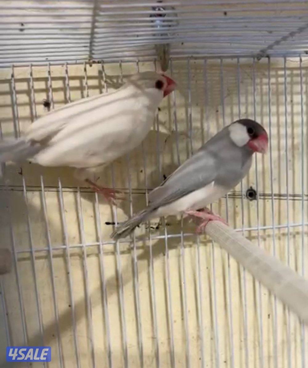 زوج جاوا تحتهم بيض0