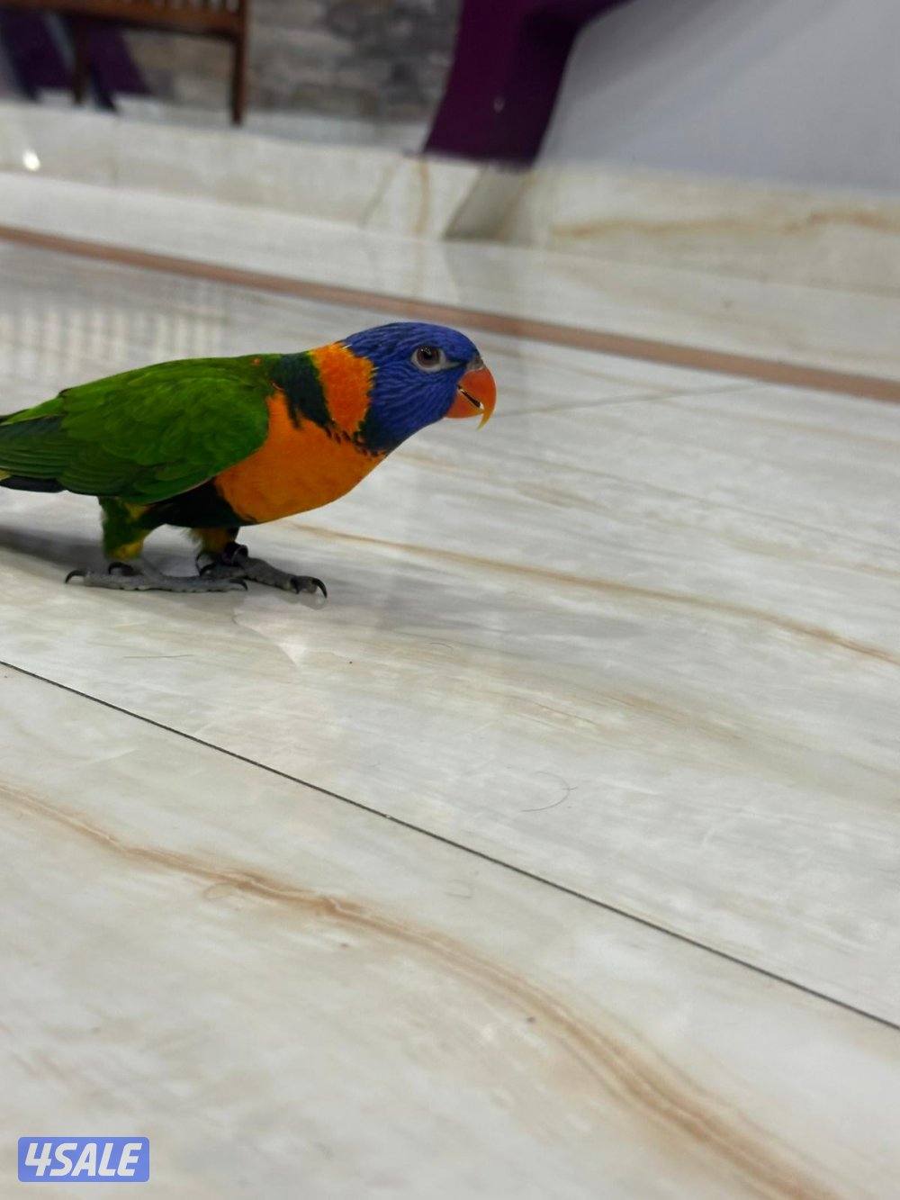 للبيع لوري ريمبو0