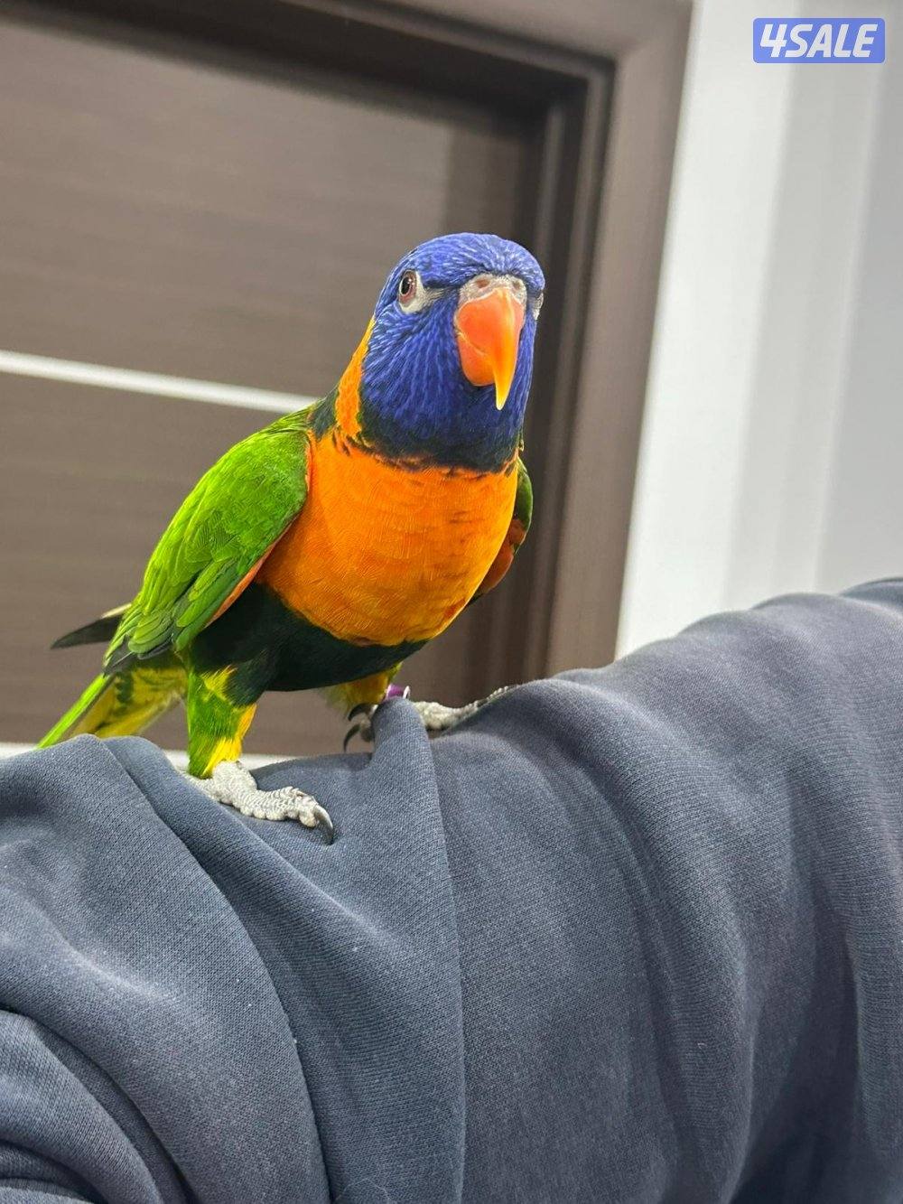 للبيع لوري ريمبو2