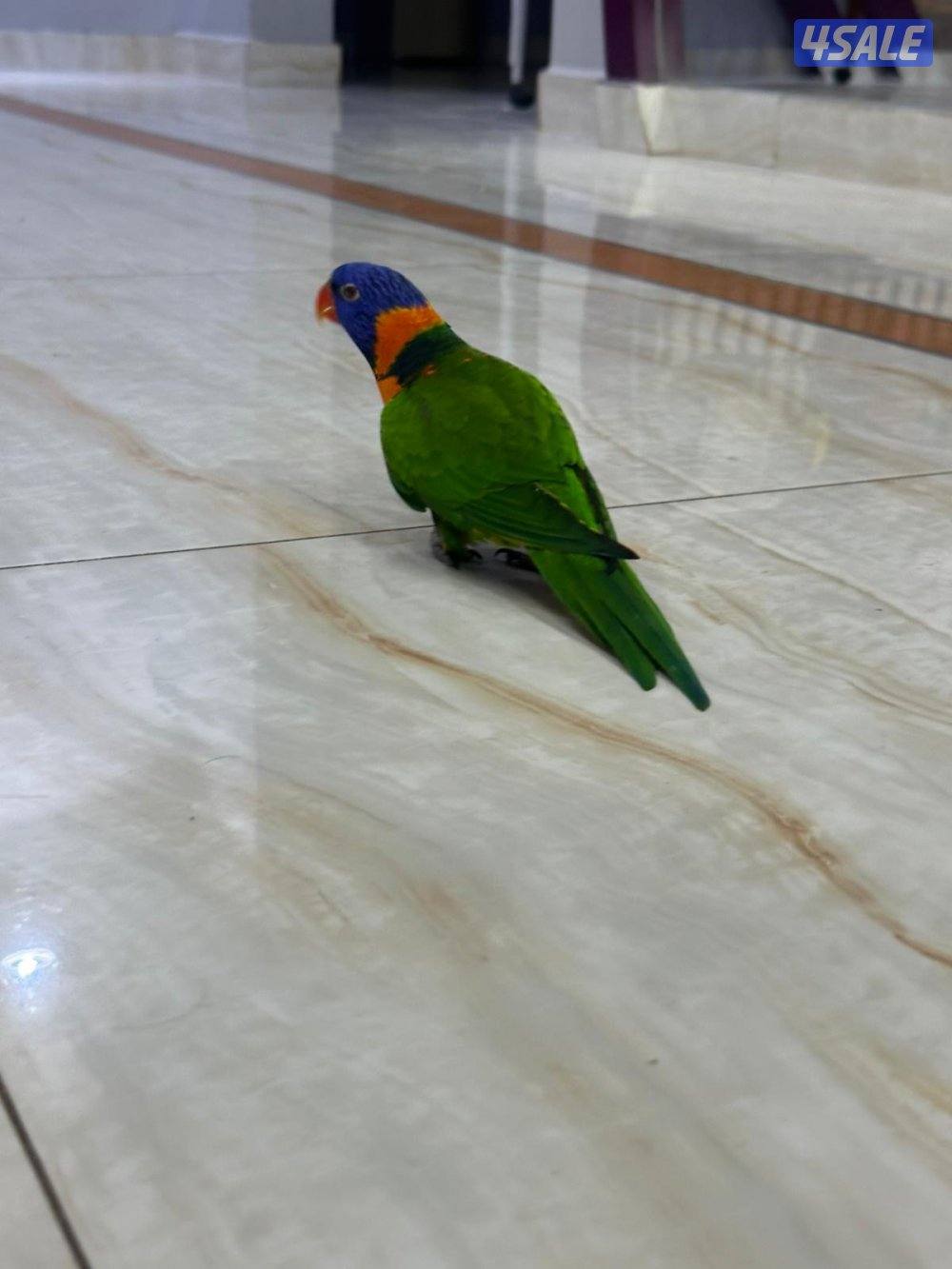 للبيع لوري ريمبو3