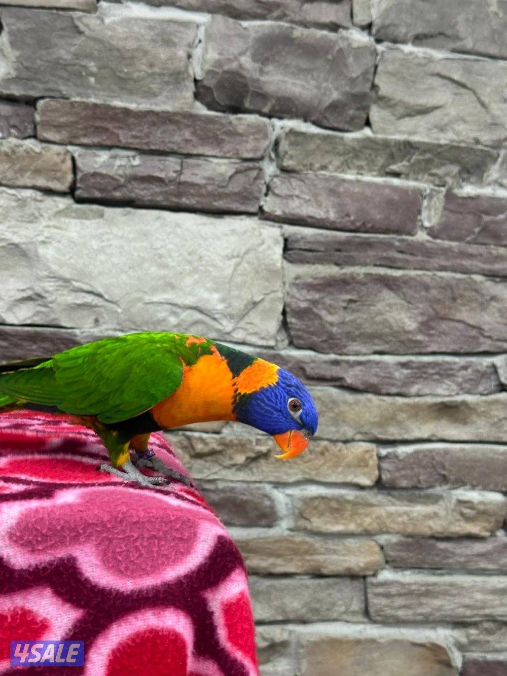 للبيع لوري ريمبو4