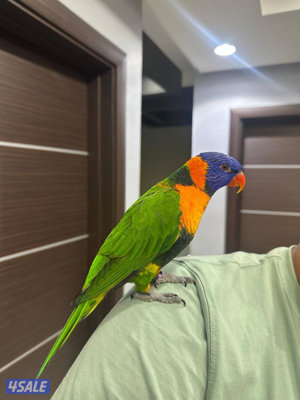 للبيع لوري ريمبو5