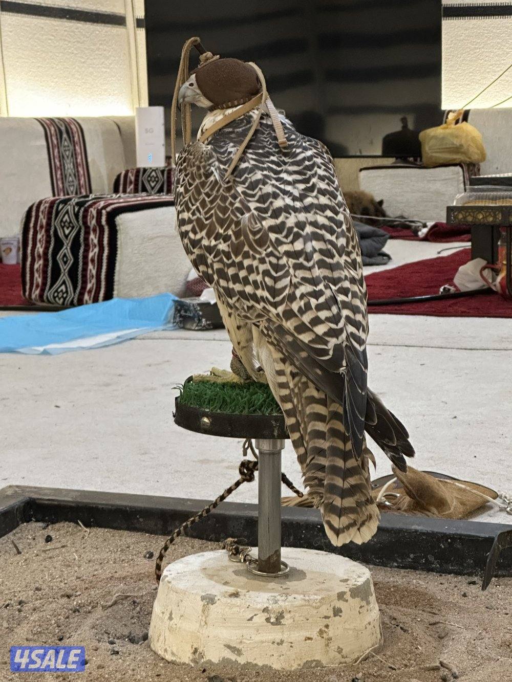 بيعه سريعه جير حر بجر الكويتي فالكون0