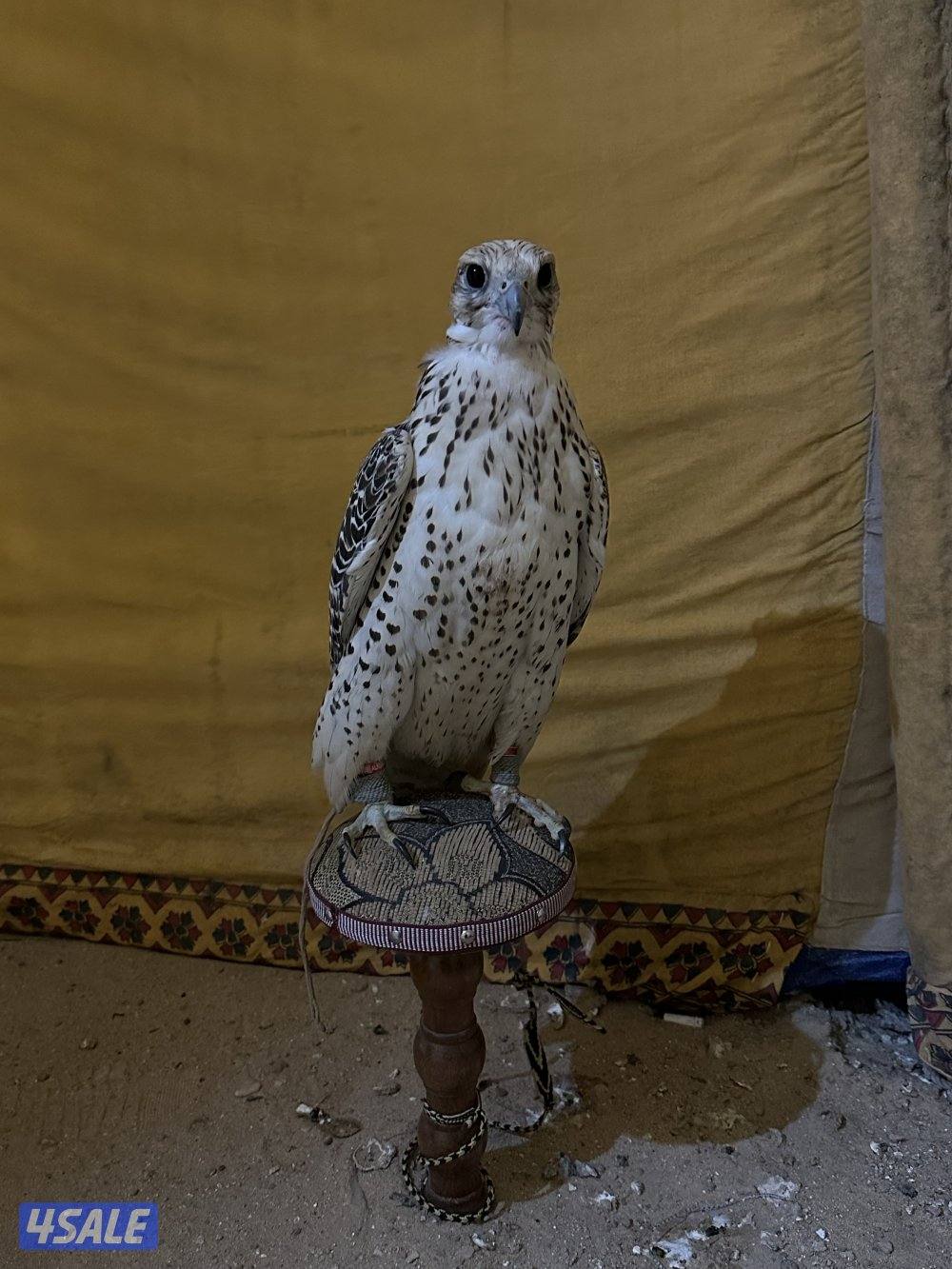 بيعه سريعه جير حر بجر الكويتي فالكون1