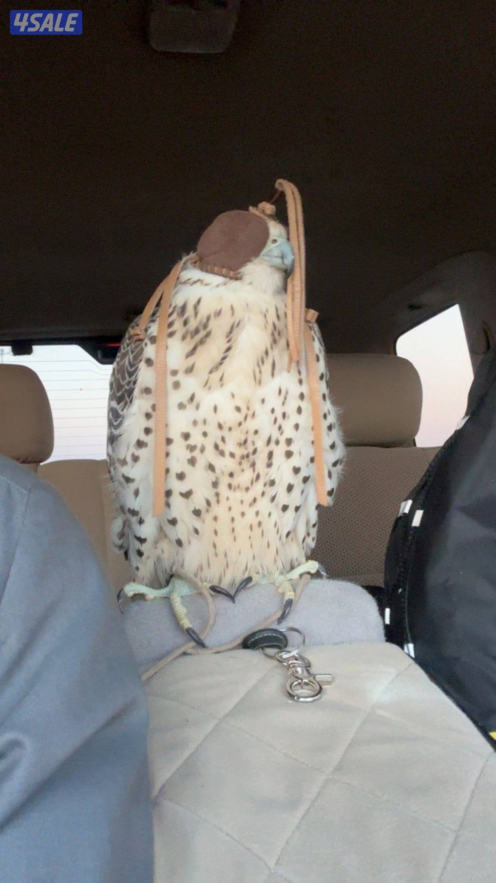 بيعه سريعه جير حر بجر الكويتي فالكون2