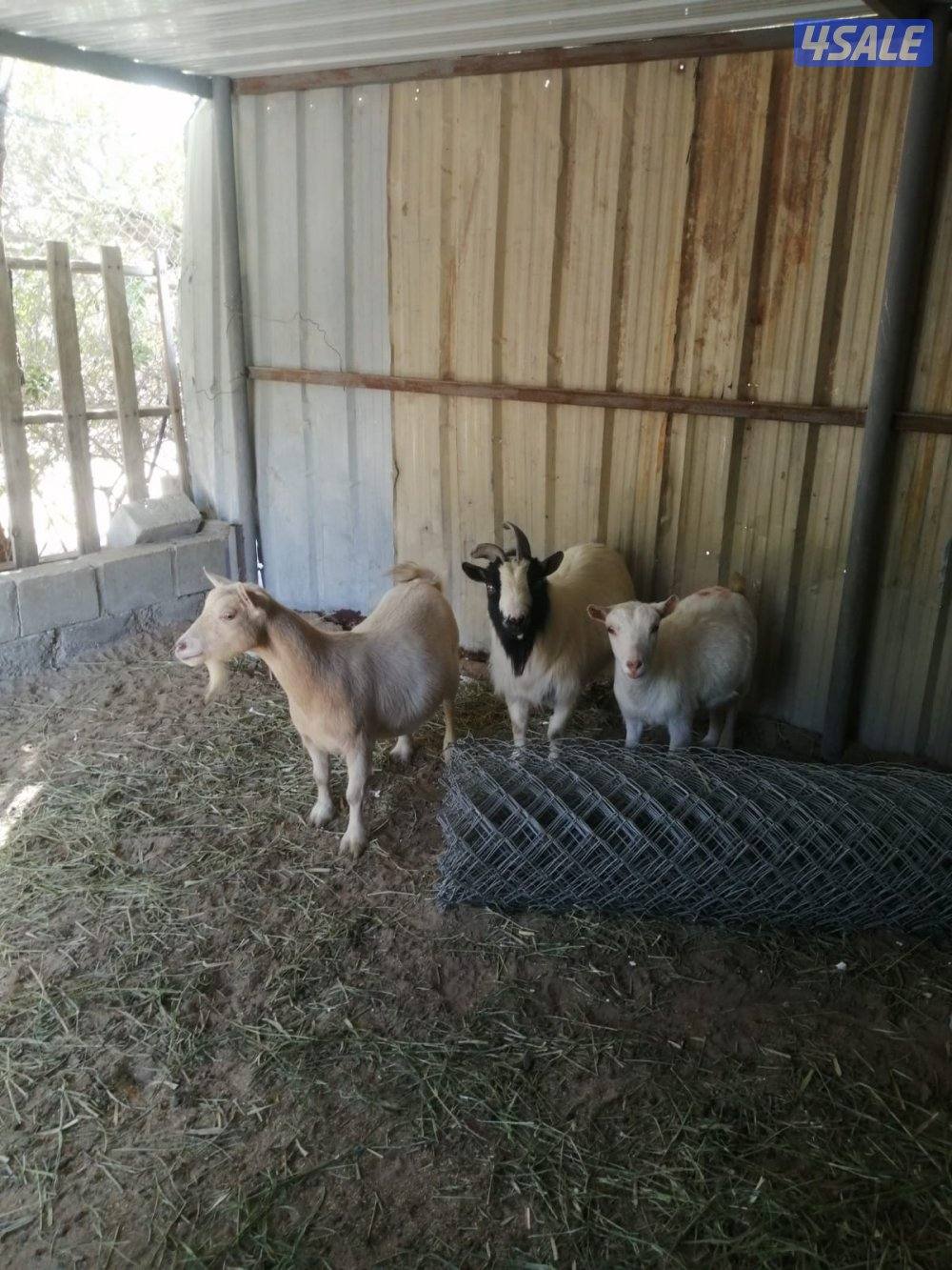 ماعز جيكي  ‏شرط سونار2