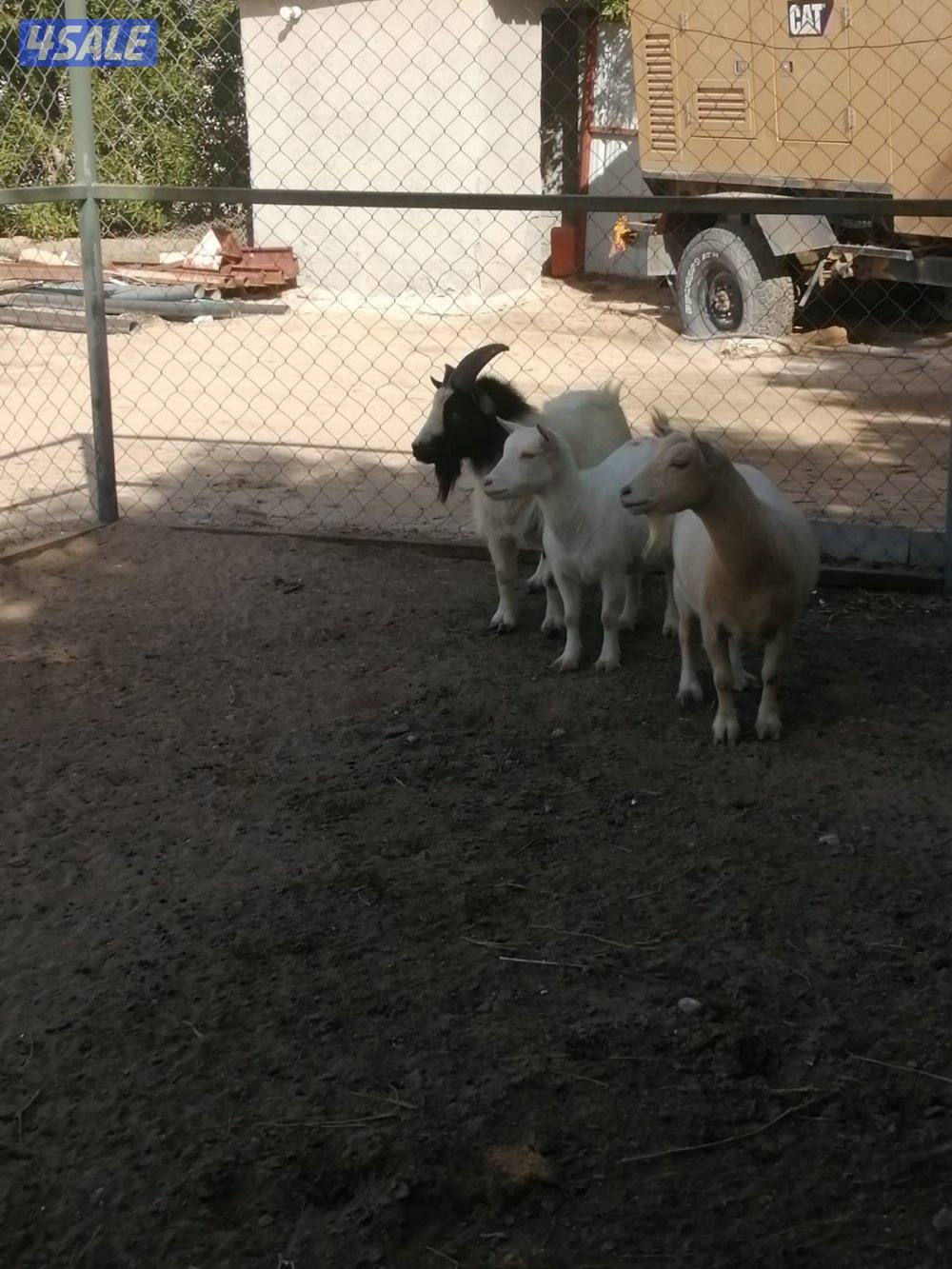 ماعز جيكي  ‏شرط سونار1