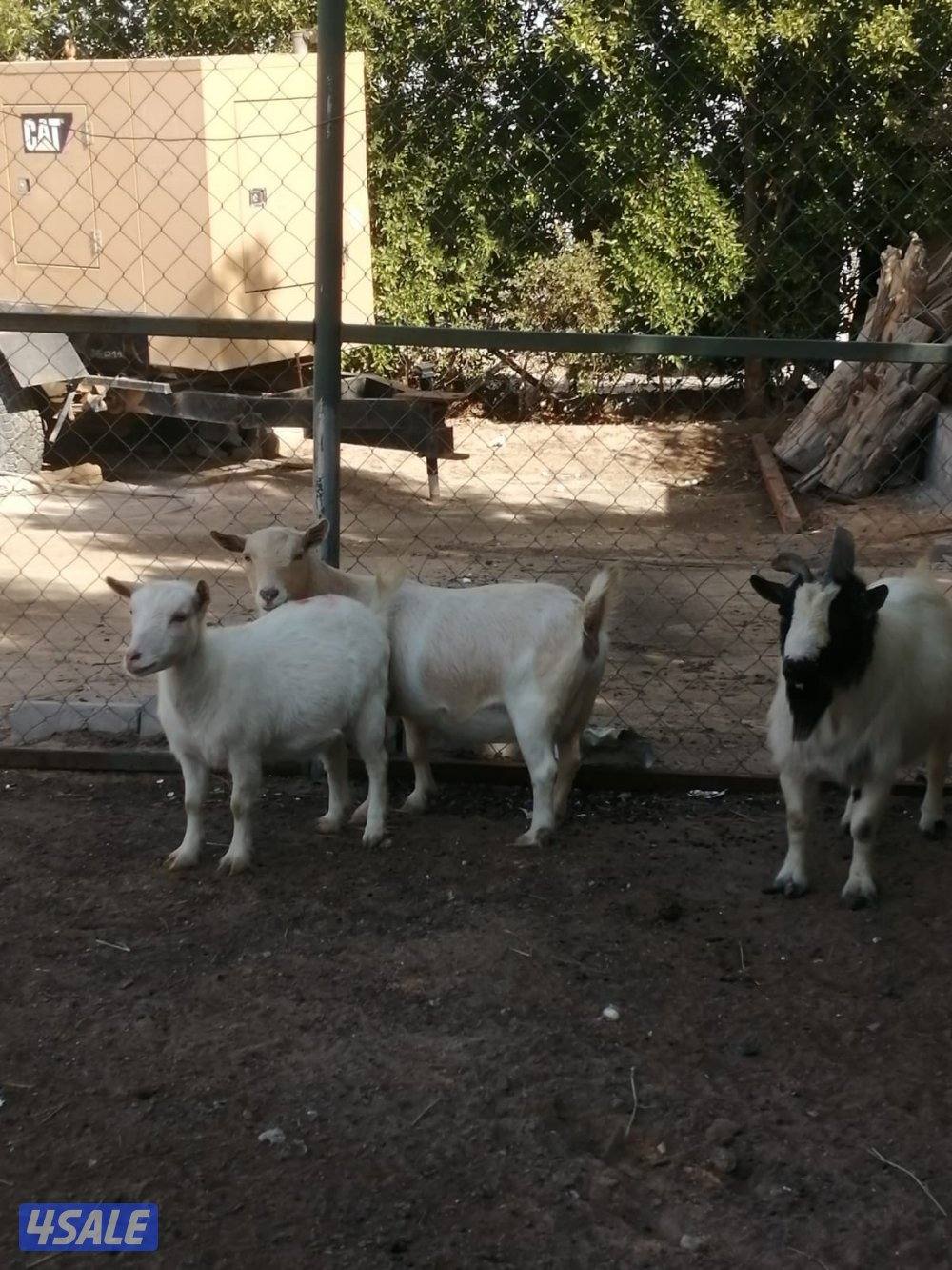 ماعز جيكي  ‏شرط سونار3