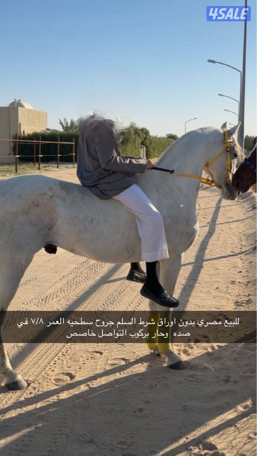 حصان مصري البيع بلدي العمر من 7 لين 8 الحصان شيخ بس البيع منظور0