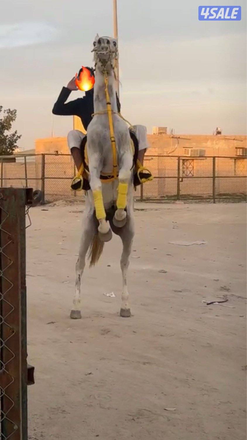 حصان مصري البيع بلدي العمر من 7 لين 8 الحصان شيخ بس البيع منظور1