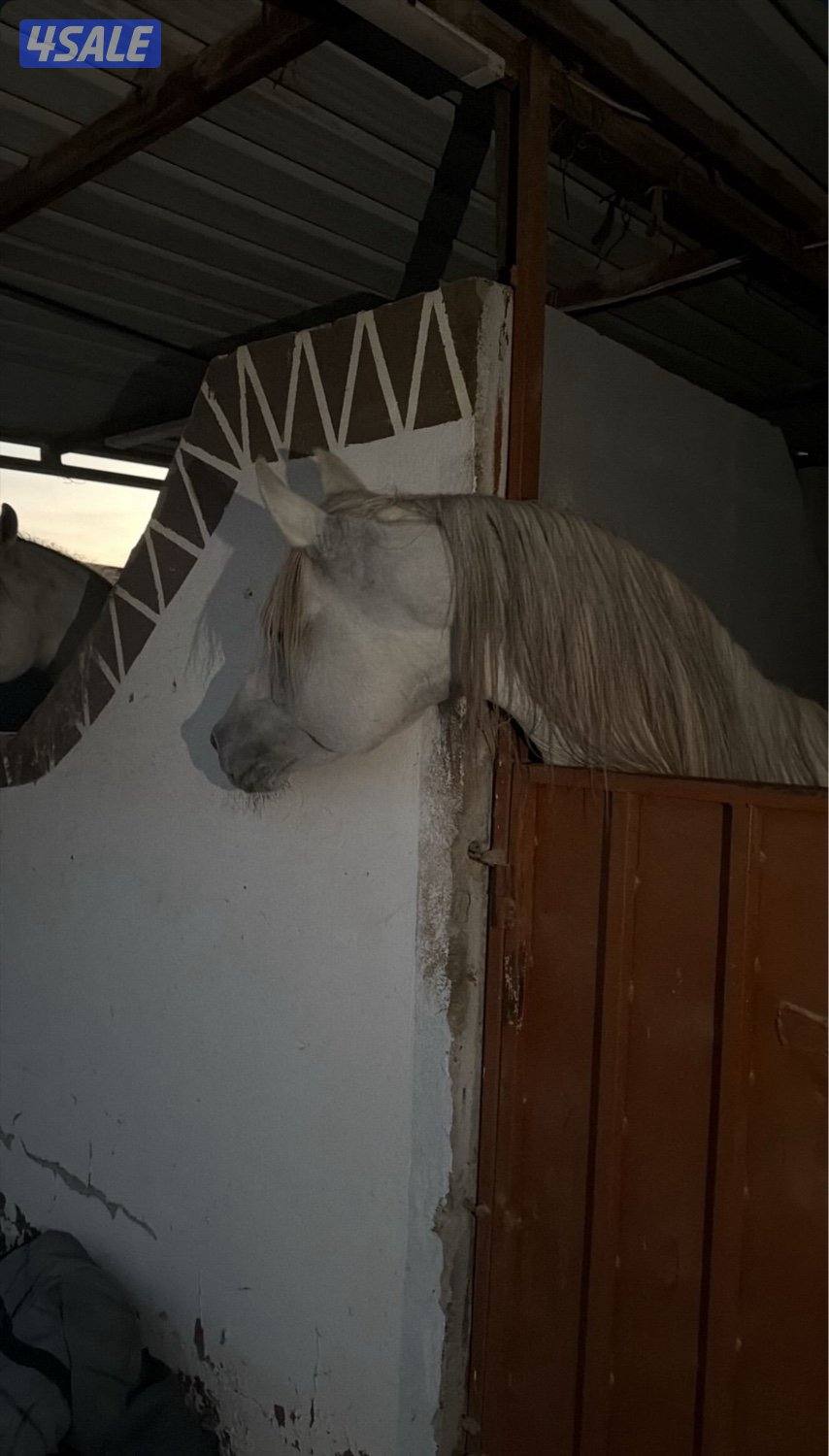 حصان مصري البيع بلدي العمر من 7 لين 8 الحصان شيخ بس البيع منظور3