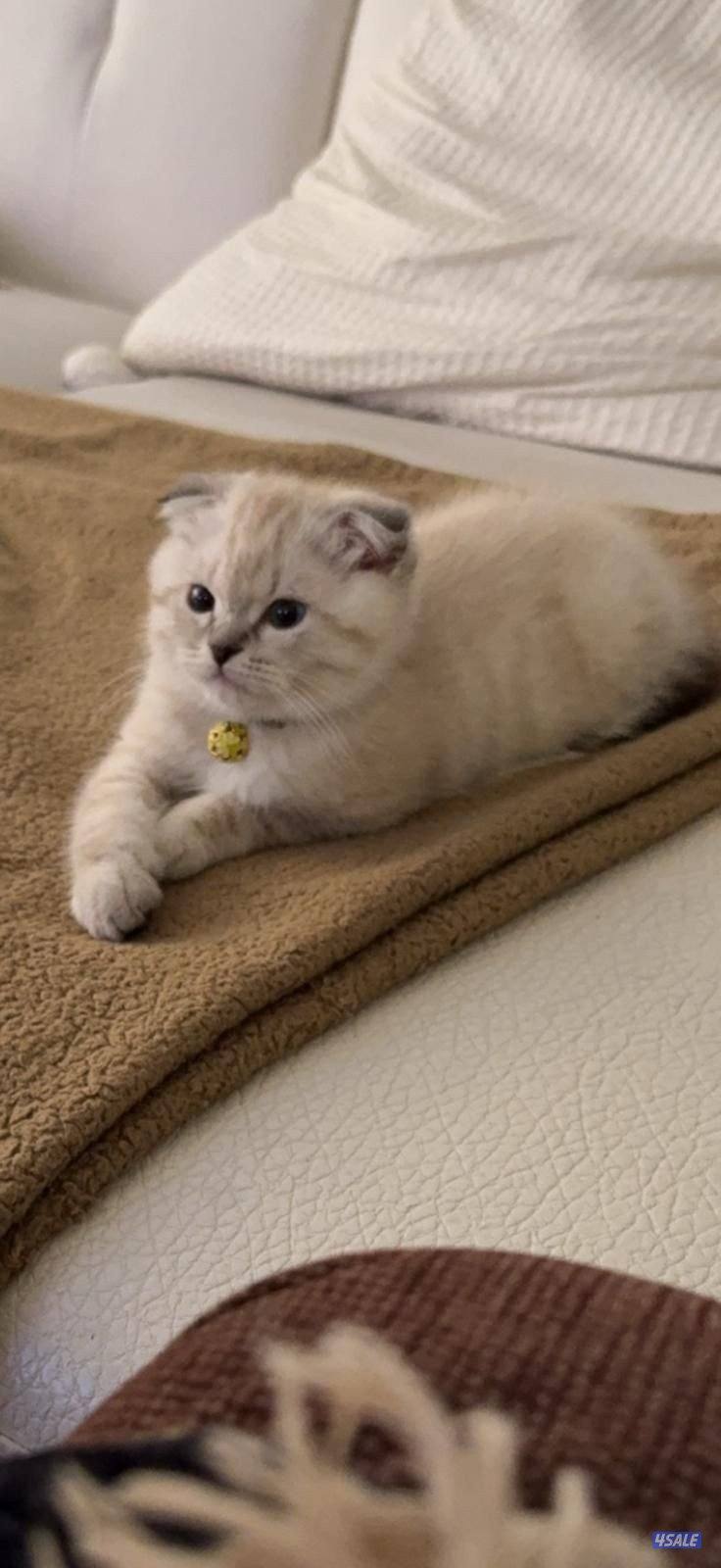 مطلوب قطو سكوتش فولد1