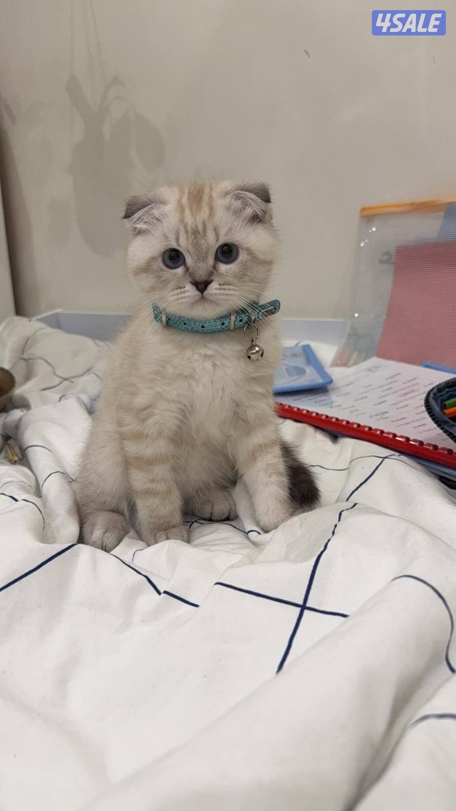 مطلوب قطو سكوتش فولد0