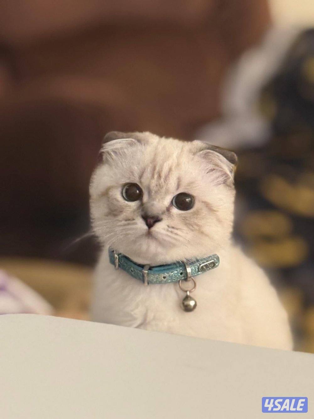 مطلوب قطو سكوتش فولد2