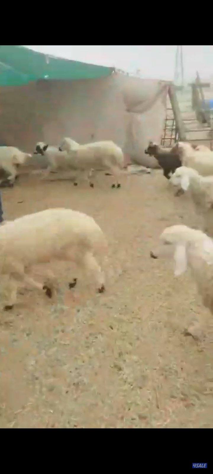 ذبايح طيبه معلوفه علف طيب ومربوطه شهرين الأعمار في ٣.٤.٥.٦0