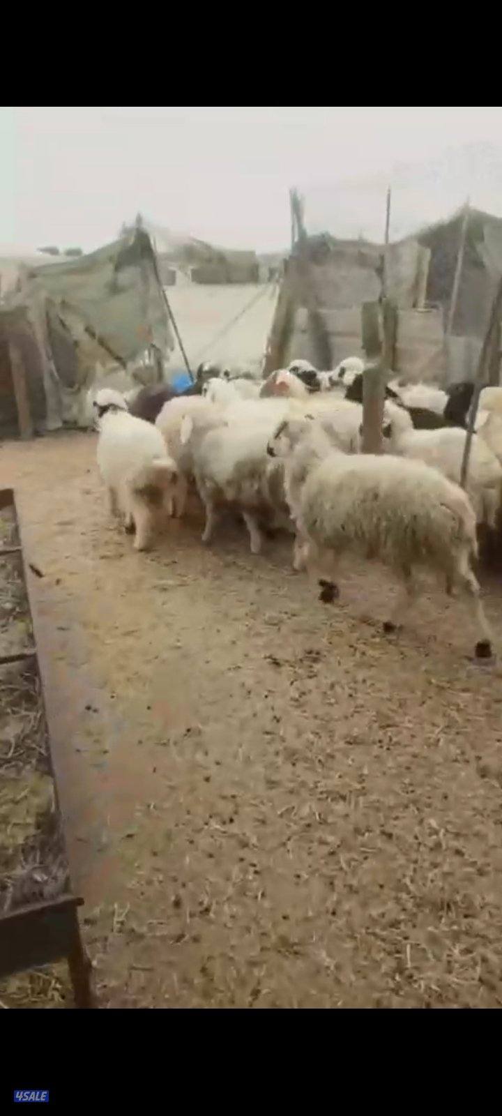 ذبايح طيبه معلوفه علف طيب ومربوطه شهرين الأعمار في ٣.٤.٥.٦1