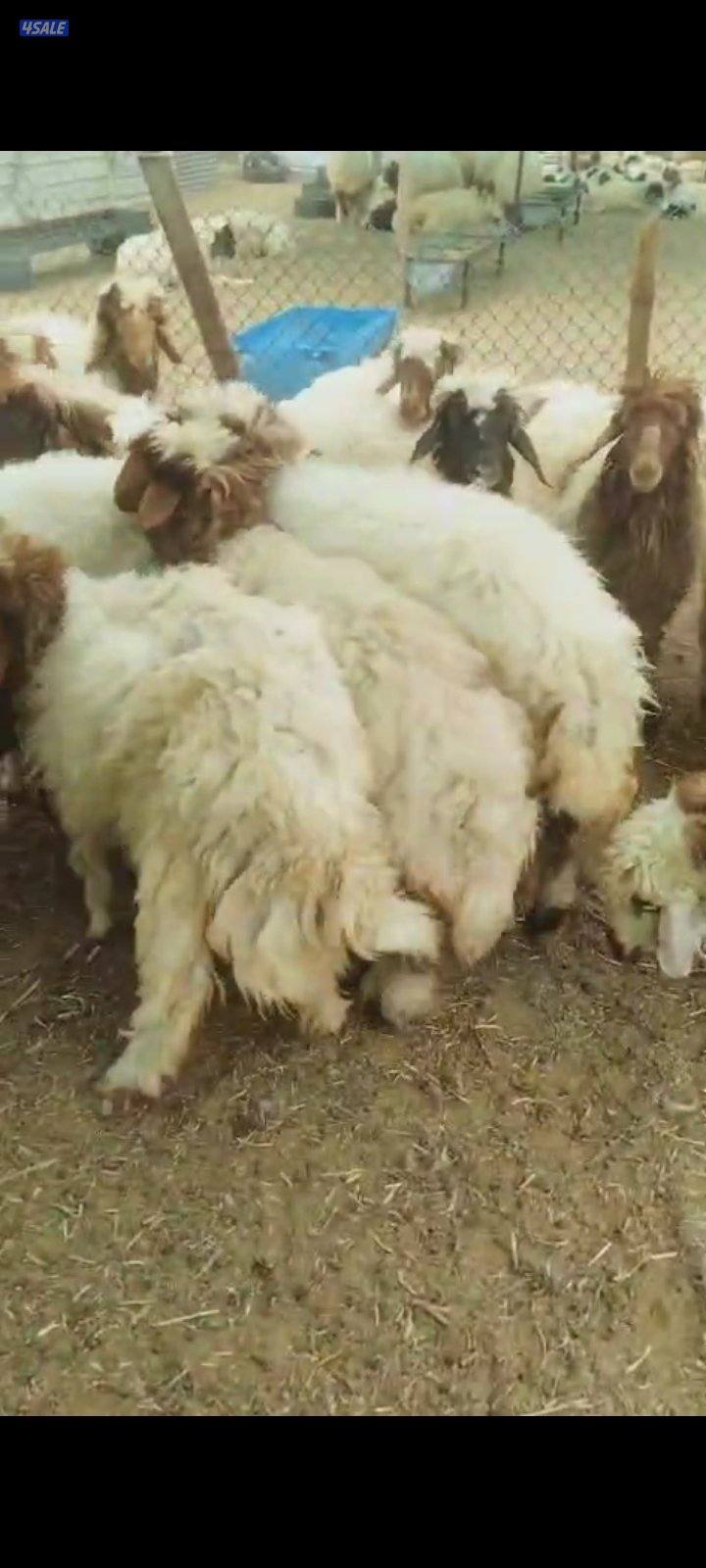 ذبايح طيبه معلوفه علف طيب ومربوطه شهرين الأعمار في ٣.٤.٥.٦3