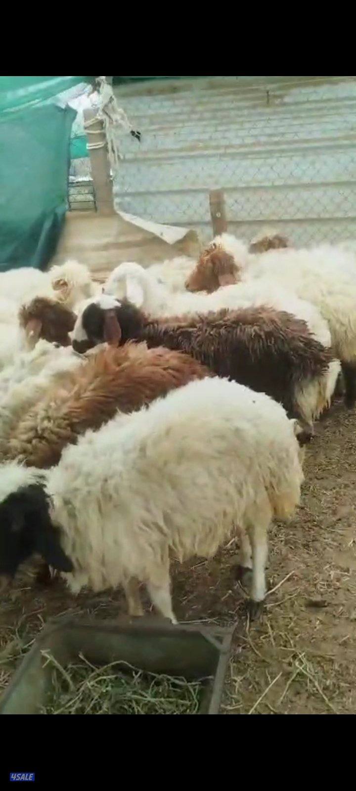 ذبايح طيبه معلوفه علف طيب ومربوطه شهرين الأعمار في ٣.٤.٥.٦4