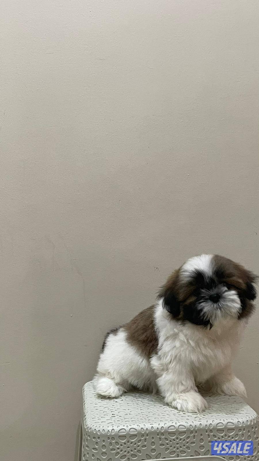 للبيع شتزو بيور (انثى) العمر شهرين ٣ الوان صحه ممتازه حنونه وتحب اللعب1