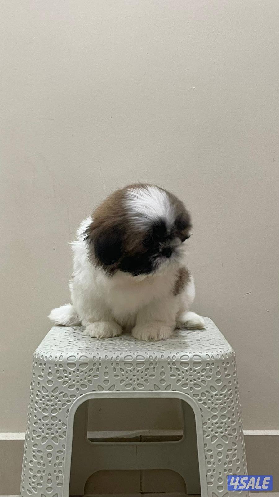 للبيع شتزو بيور (انثى) العمر شهرين ٣ الوان صحه ممتازه حنونه وتحب اللعب2