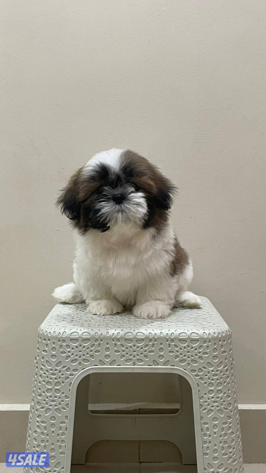 للبيع شتزو بيور (انثى) العمر شهرين ٣ الوان صحه ممتازه حنونه وتحب اللعب0