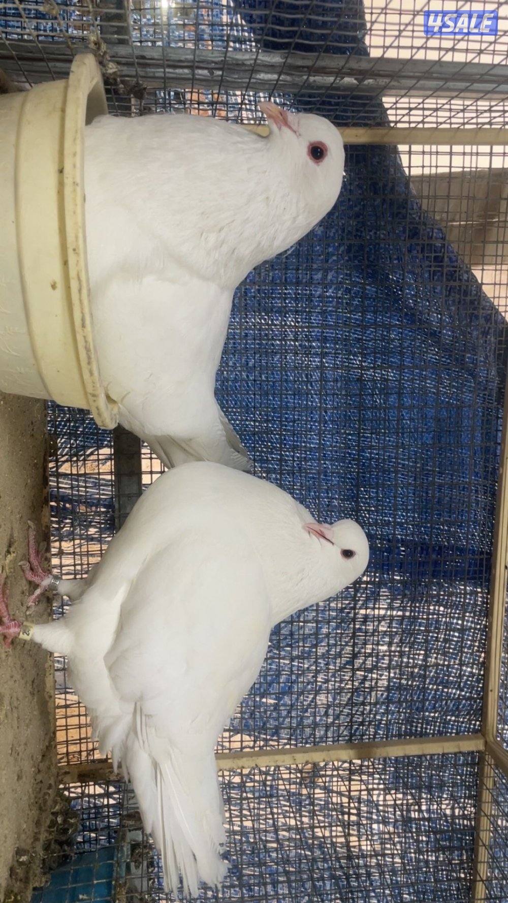 للبيع حمام زاجل0