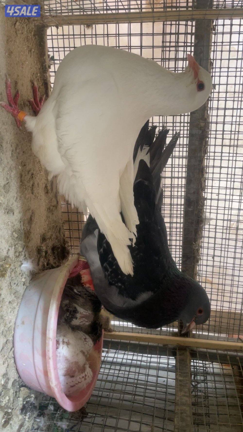 للبيع حمام زاجل1