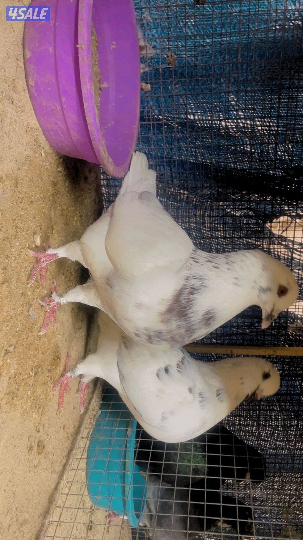 للبيع حمام زاجل2