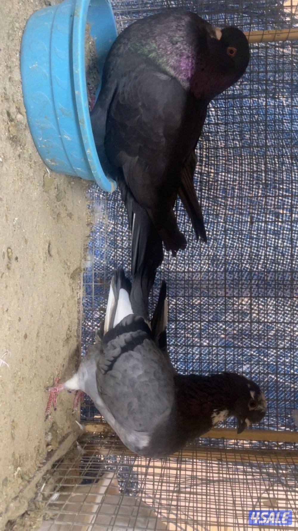 للبيع حمام زاجل3