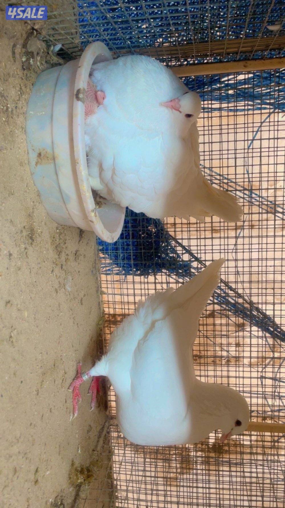 للبيع حمام زاجل4