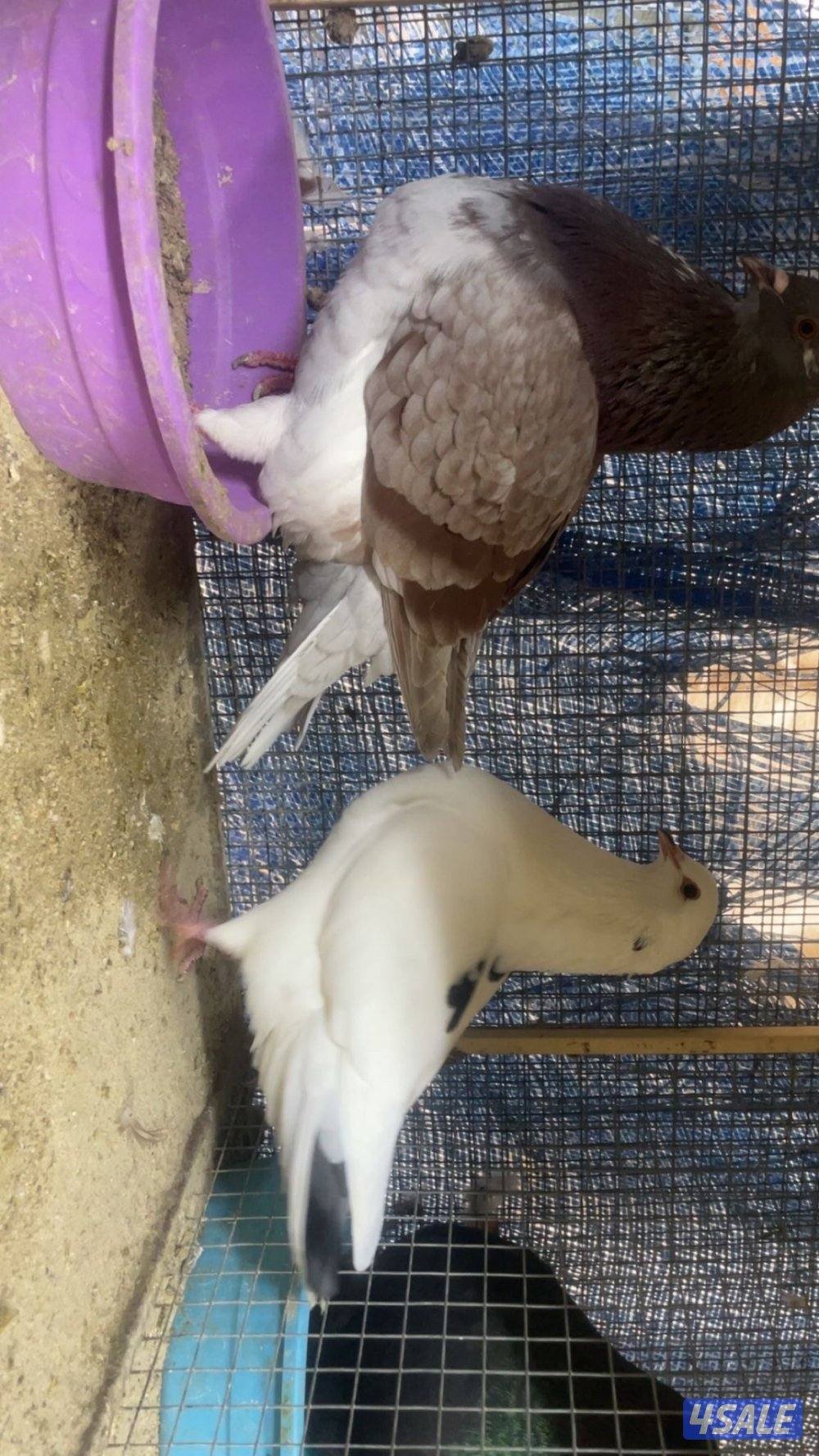 للبيع حمام زاجل6