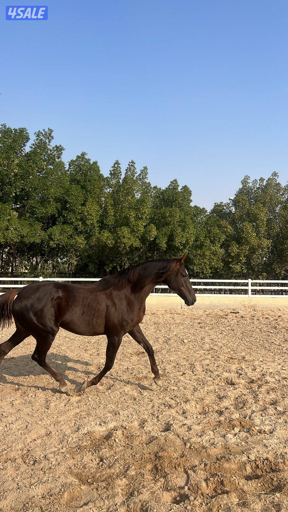 رمكه منتجه و دم فاخر0