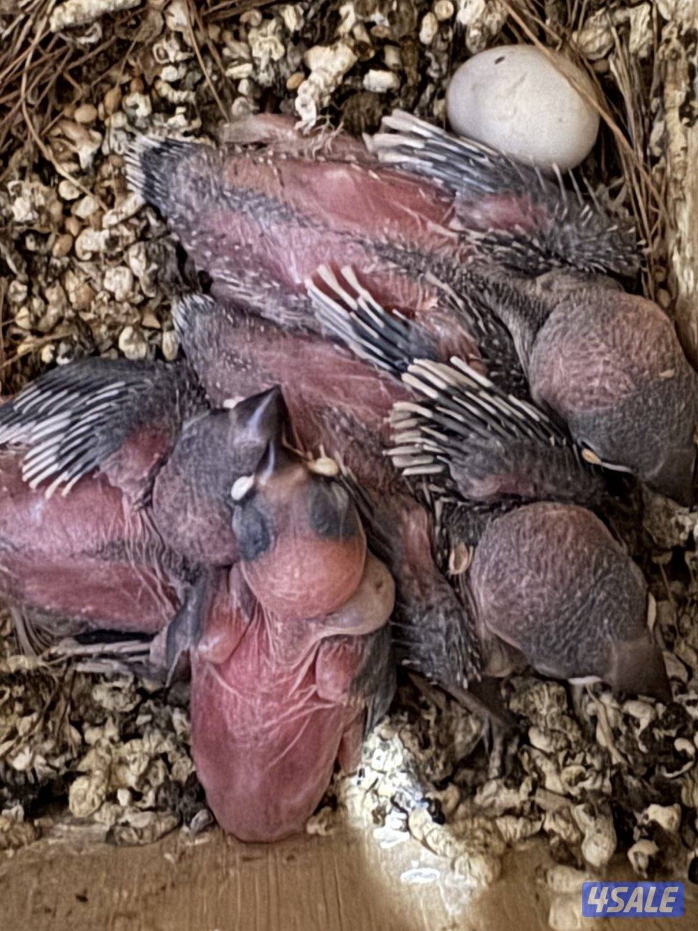 فرخ جاوا لون سلفر0