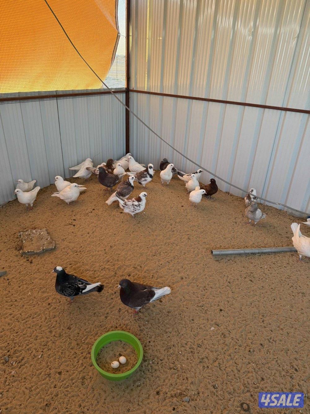 حمام لاحم الوزان والشركه الفرنسيه0