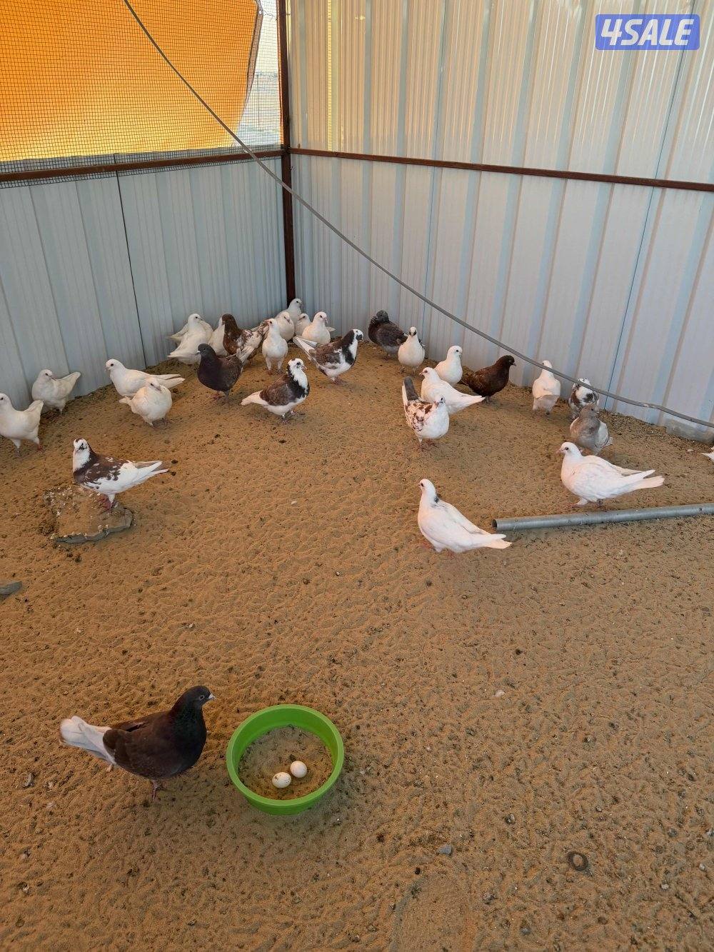 حمام لاحم الوزان والشركه الفرنسيه1