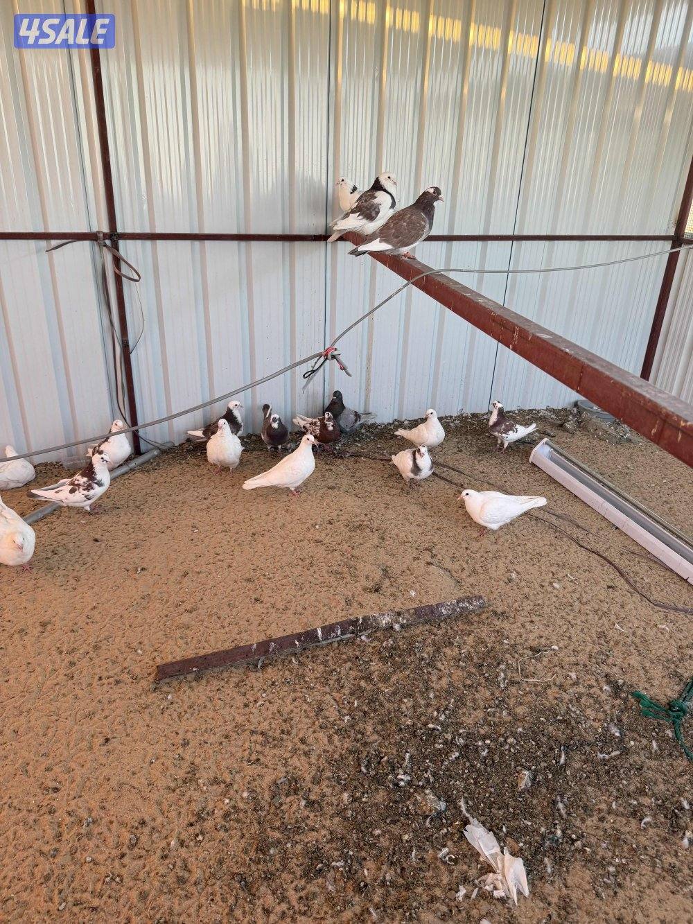 حمام لاحم الوزان والشركه الفرنسيه2