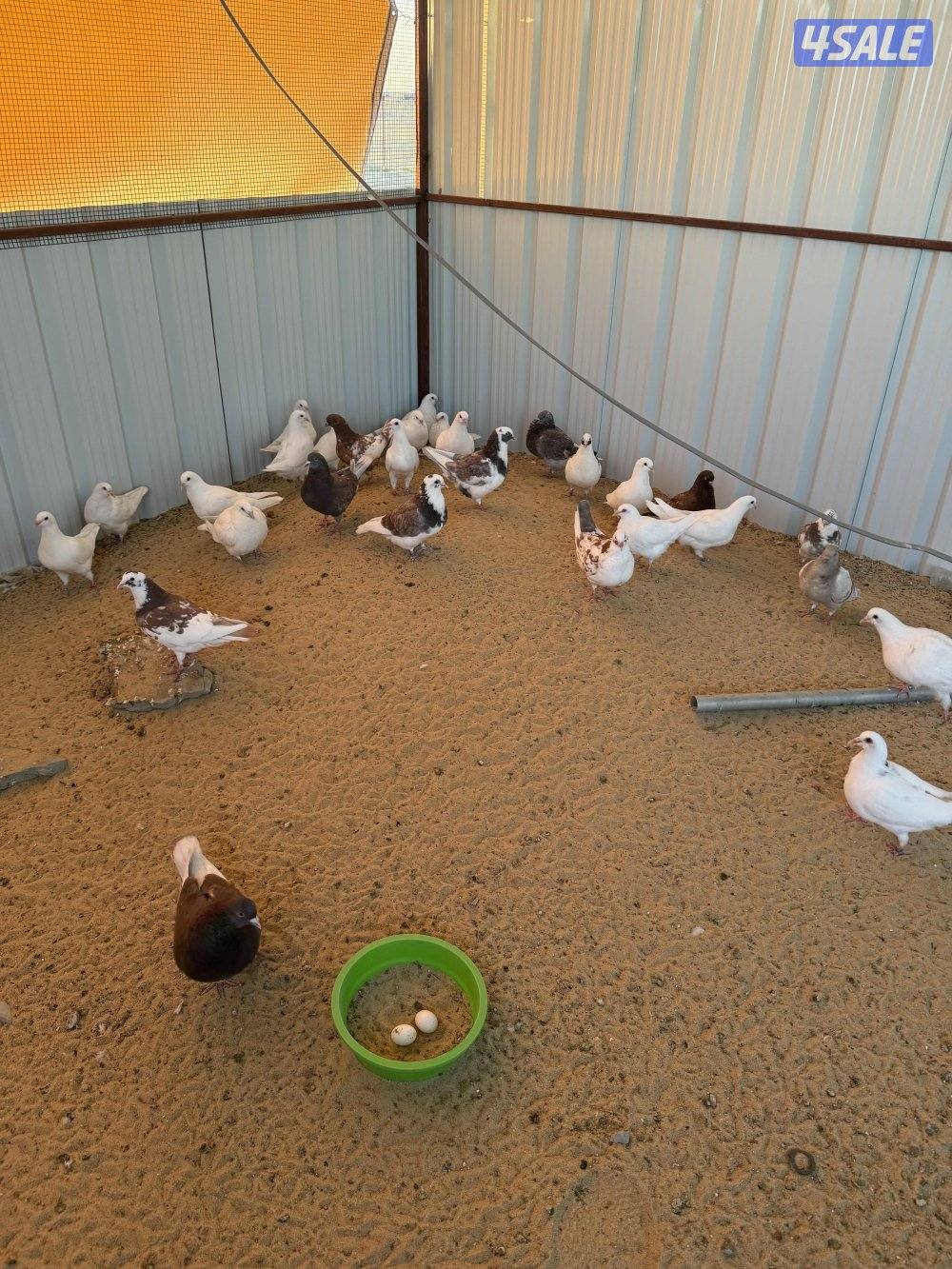 حمام لاحم الوزان والشركه الفرنسيه4