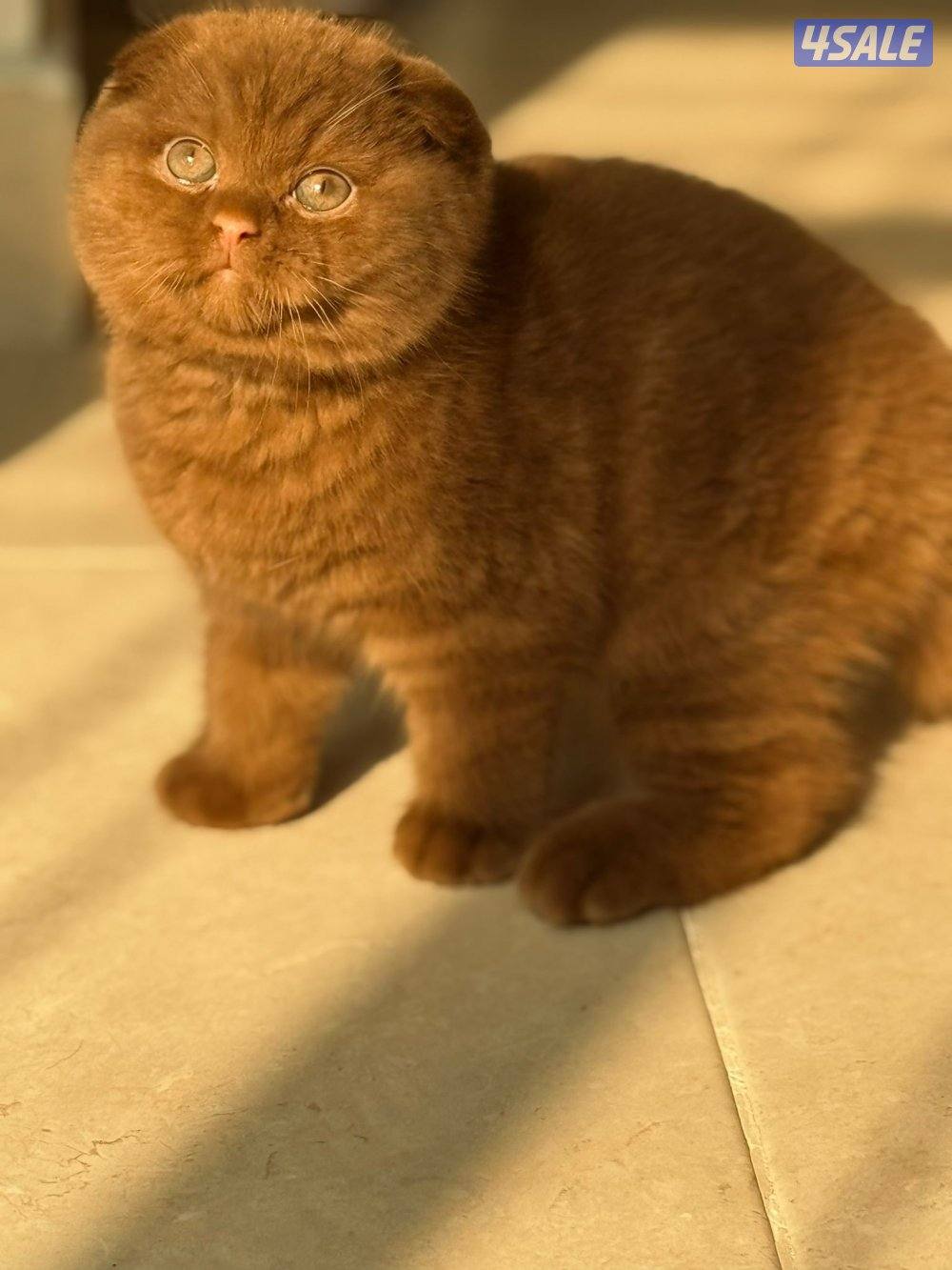 حصري عند كاتري ريتا فقط ماتلقى اجمل من انتاجنا واسأل بالسوق 😬0