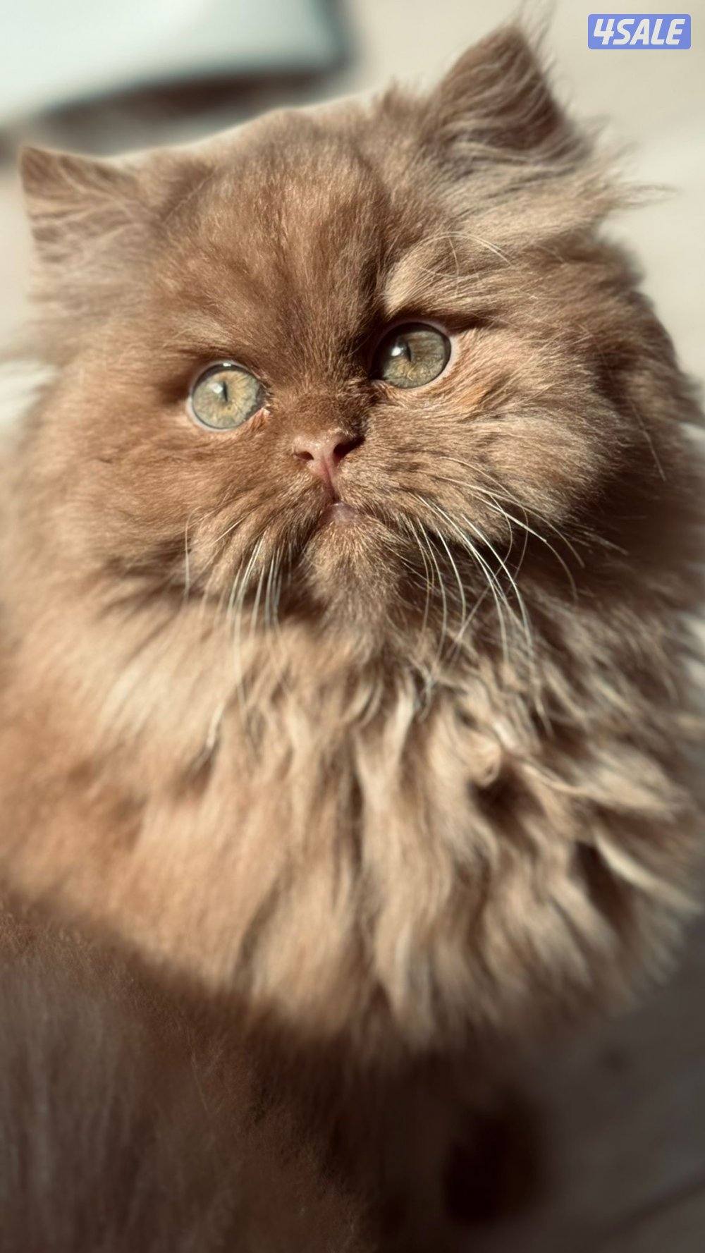 حصري عند كاتري ريتا فقط ماتلقى اجمل من انتاجنا واسأل بالسوق 😬1