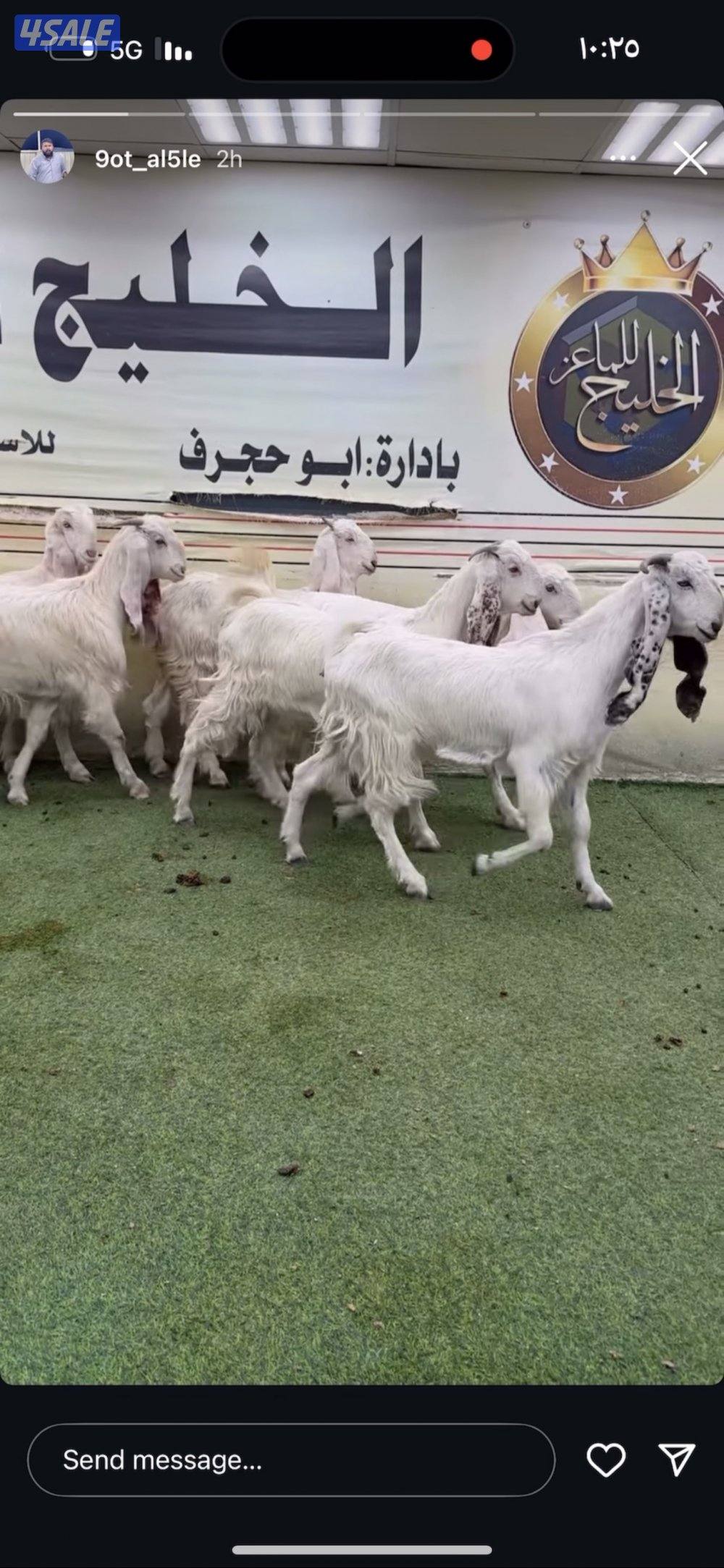 جفار في رس النقليزي0