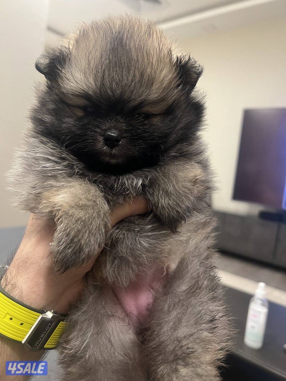 للبيع بوميرينين تي كب0