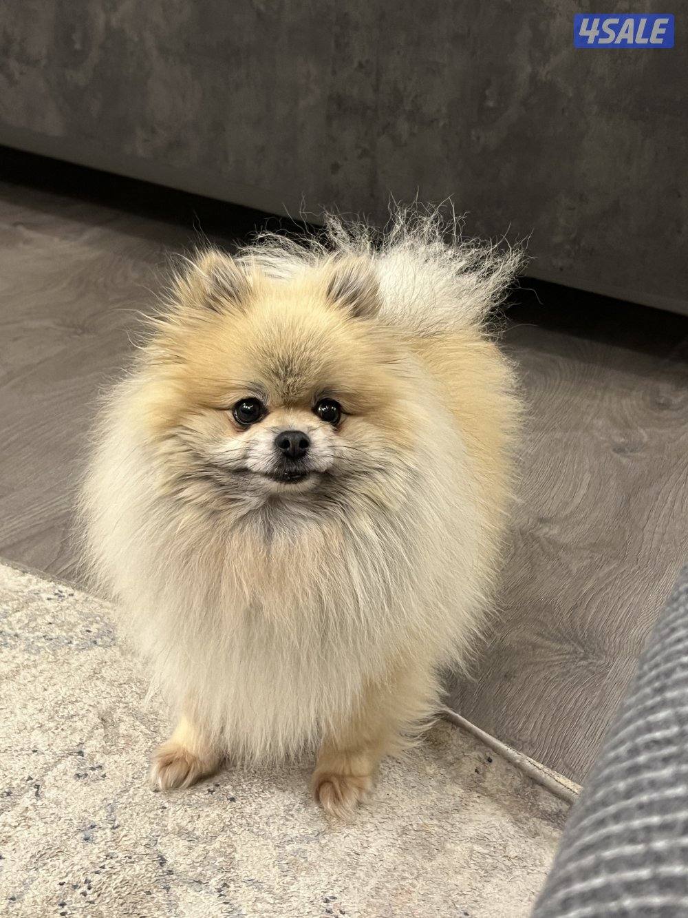 للبيع بوميرينين تي كب1