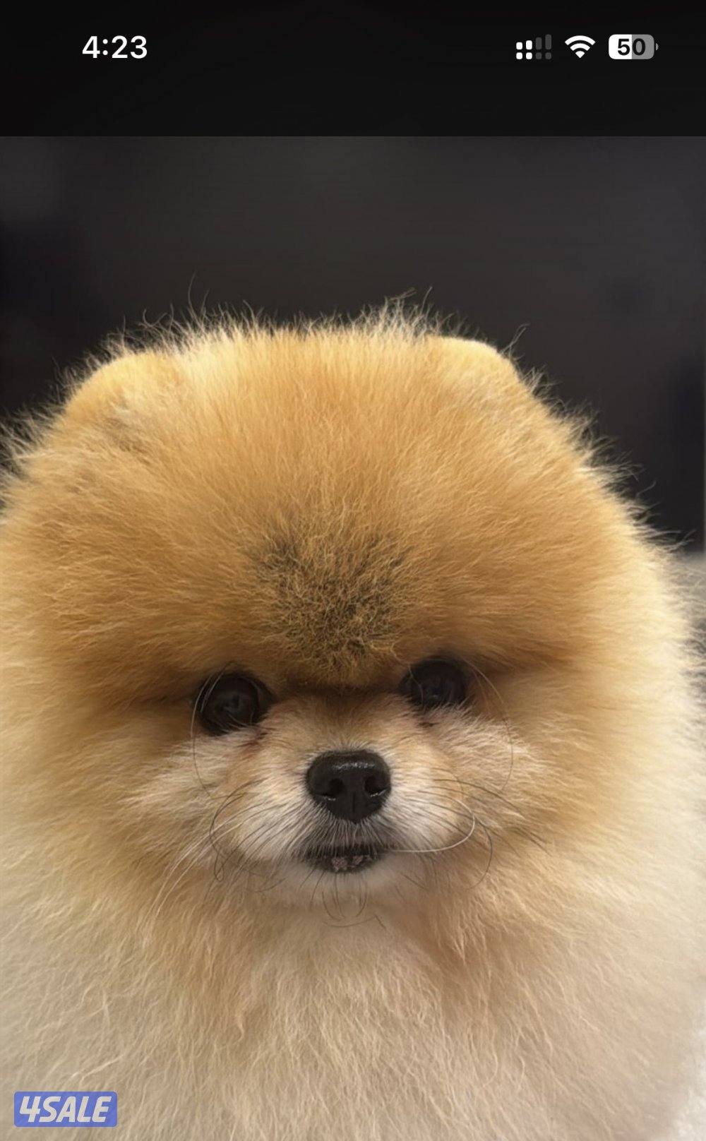 للبيع بوميرينين تي كب2