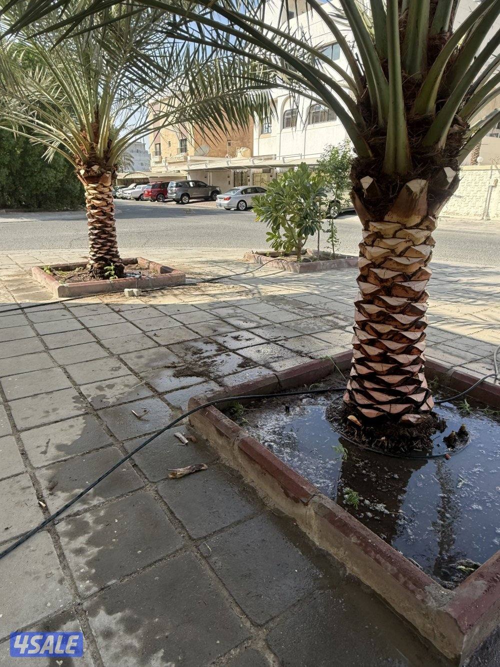 بيع وشراء جميع نخيل شيل وزراعه تكريب وتنظيف شيل اشجار تنسيق حدائق3