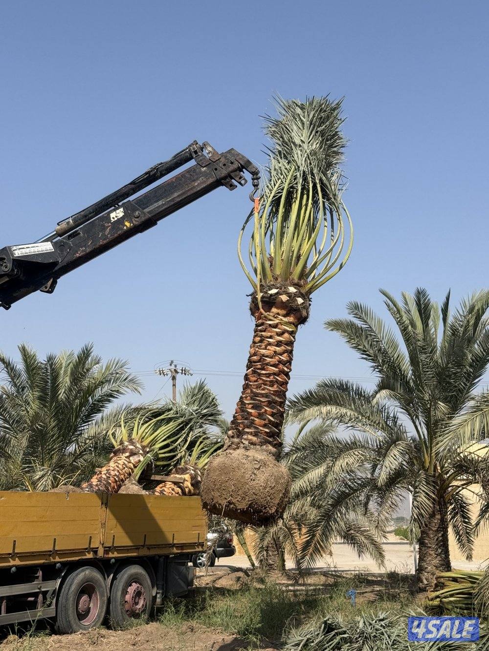 بيع وشراء جميع نخيل شيل وزراعه تكريب وتنظيف شيل اشجار تنسيق حدائق5