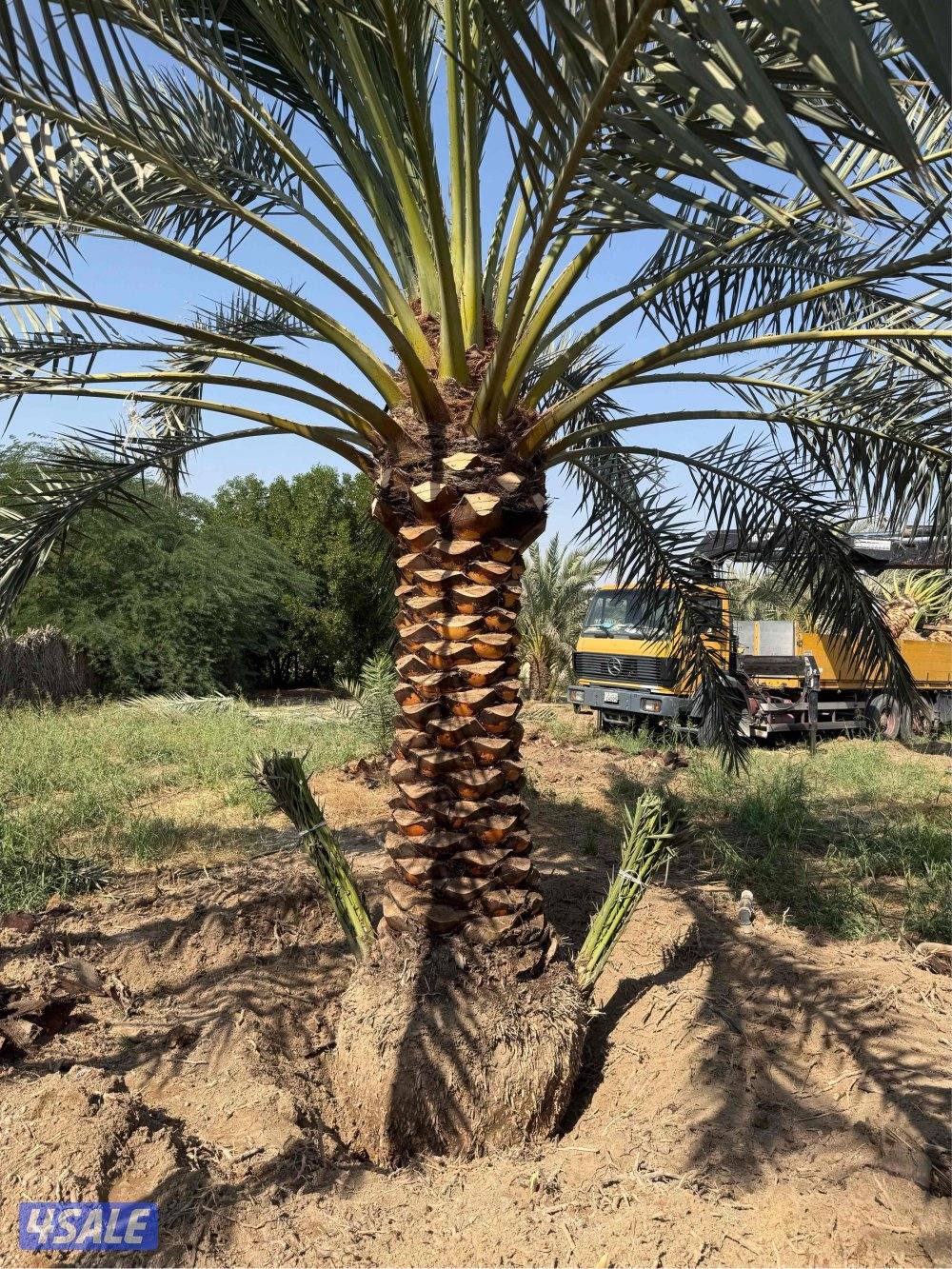 بيع وشراء جميع نخيل شيل وزراعه تكريب وتنظيف شيل اشجار تنسيق حدائق7