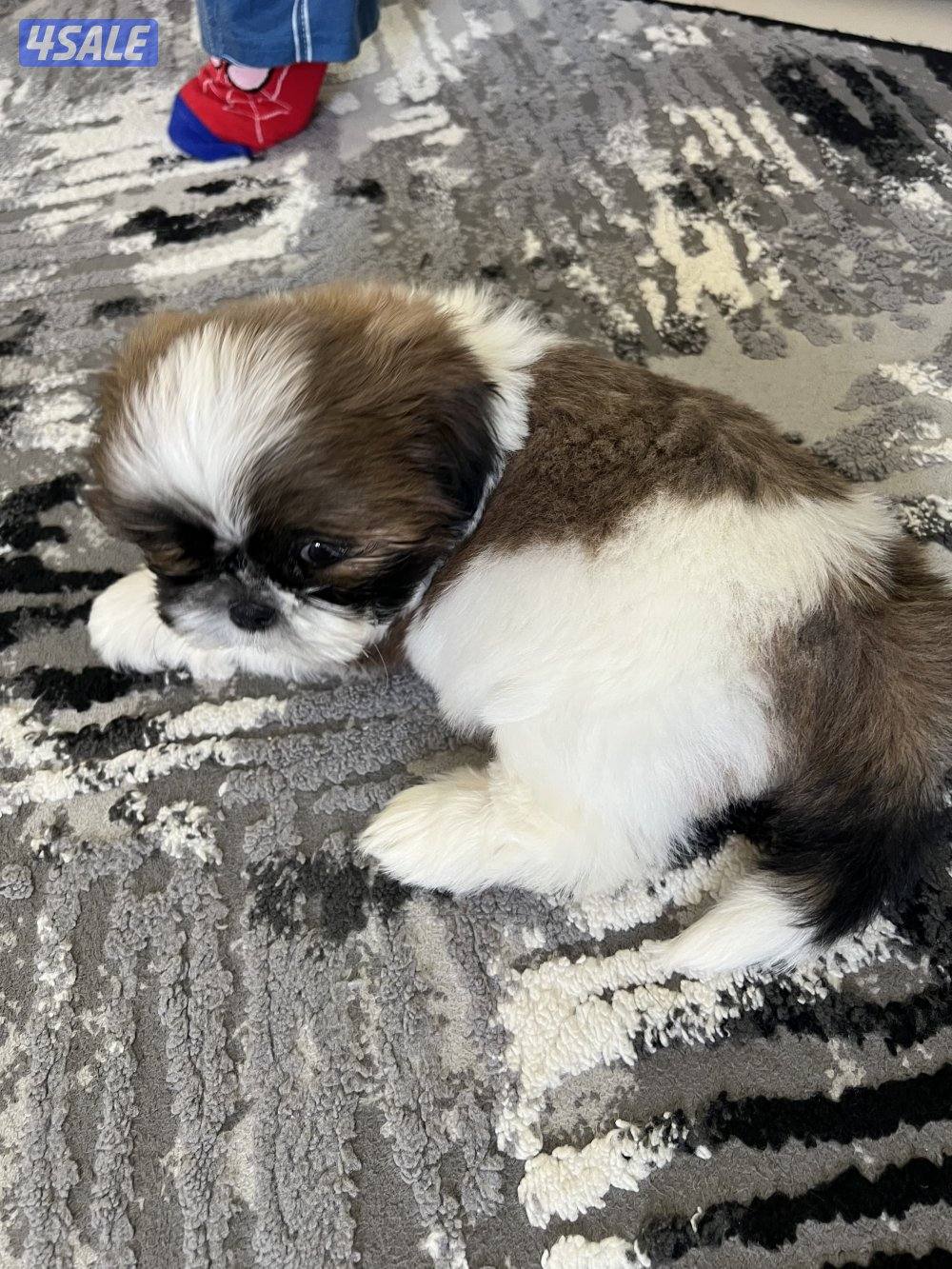 للبيع شتزو بيور (انثى) العمر شهرين ٣ الوان صحه ممتازه حنونه وتحب اللعب3