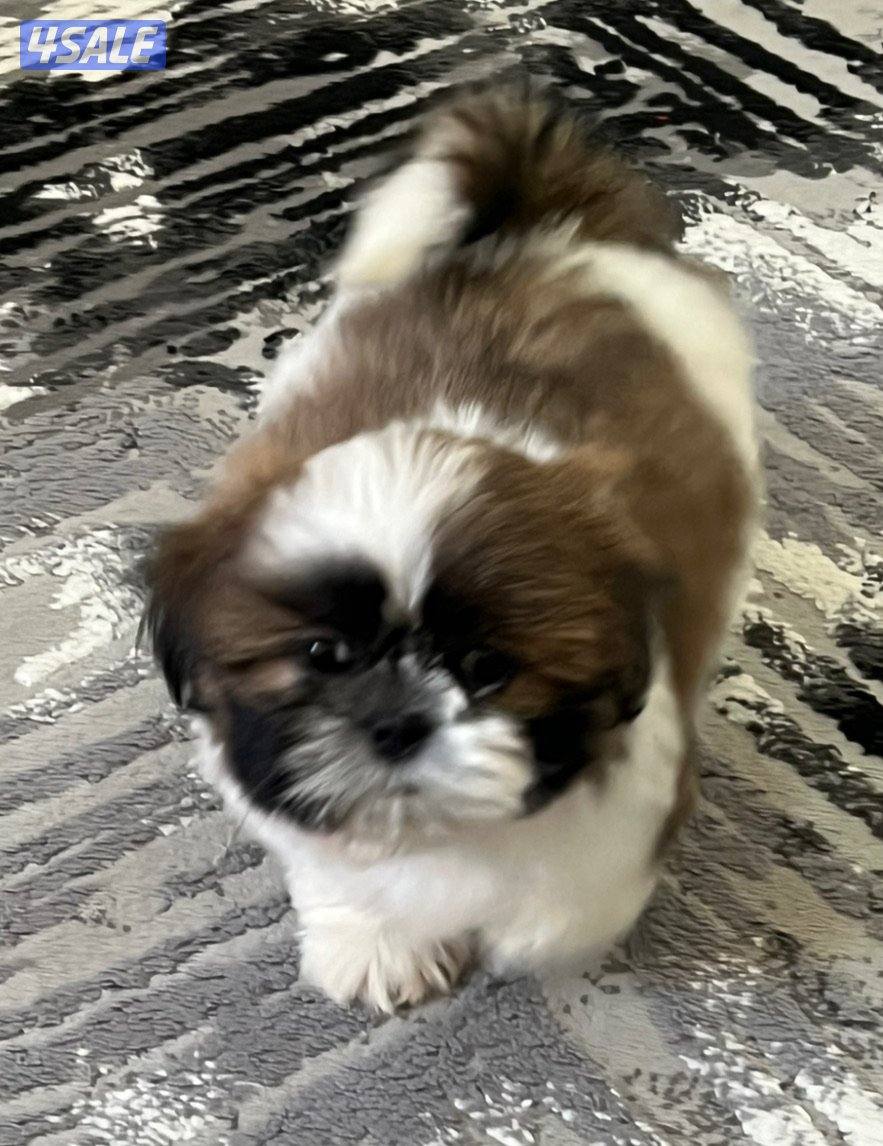 للبيع شتزو بيور (انثى) العمر شهرين ٣ الوان صحه ممتازه حنونه وتحب اللعب4