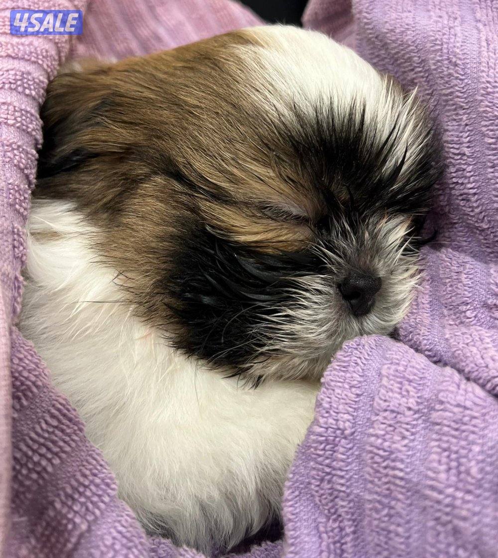 للبيع شتزو بيور (انثى) العمر شهرين ٣ الوان صحه ممتازه حنونه وتحب اللعب6