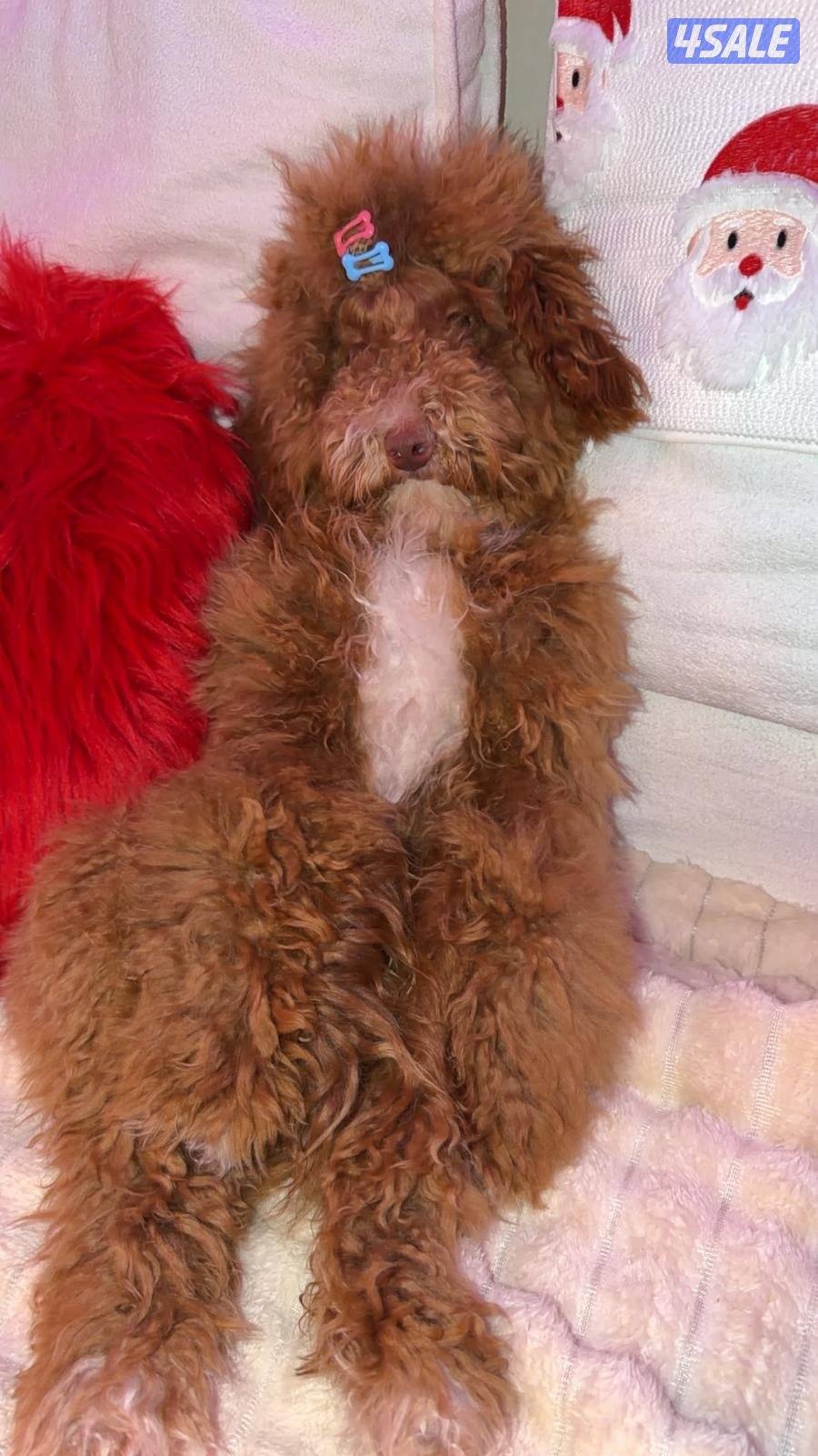 النوع ليبرا دودل ذكر اجتماعي بصحه جيدة عمره ٨ شهور ومعاه جواز سفر0